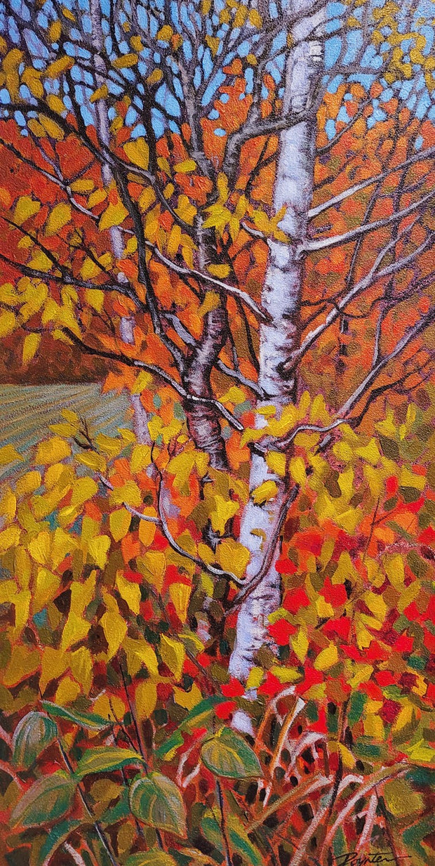 Birch & Field – Autumn